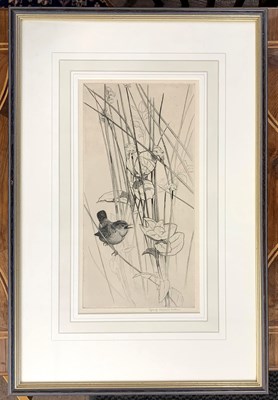 Lot 95 - John Edward Collins (1880-1868), Wren perched...