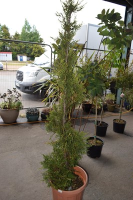 Lot 34 - 1 x spiral Juniper Topiary