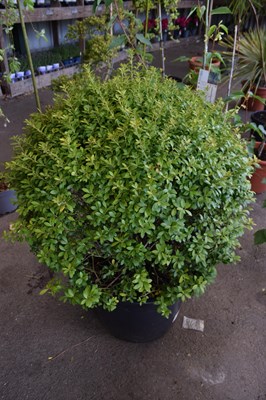 Lot 24 - 1 x large Ilex topiary ball