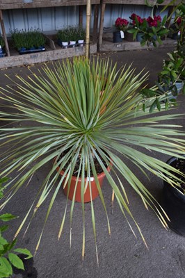 Lot 29 - 1 x yucca 'blue Swan'
