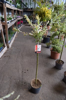Lot 49 - Salix pink flamingo tree