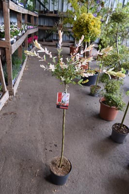 Lot 44 - Salix pink flamingo tree