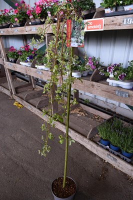 Lot 39 - 1 x weeping pussy willow tree