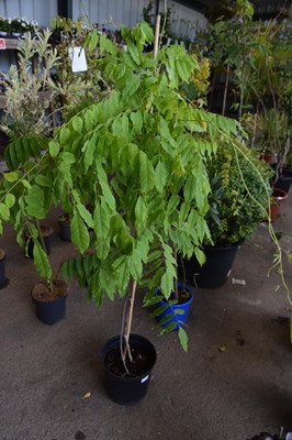 Lot 22 - 1x Wisteria