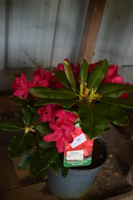 Lot 91 - 1x Rhododendron