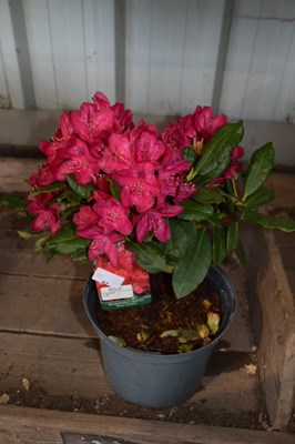 Lot 92 - 1x Rhododendron