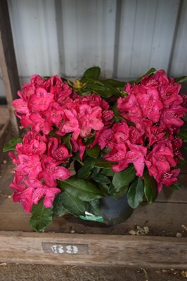 Lot 93 - 1x Rhododendron