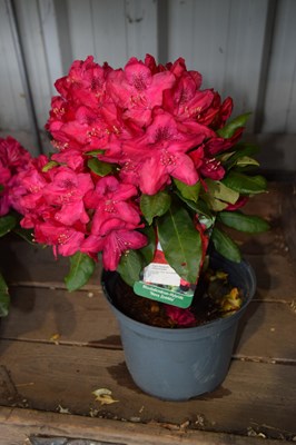 Lot 94 - 1x Rhododendron