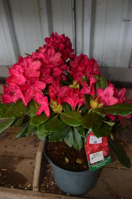 Lot 95 - 1x Rhododendron