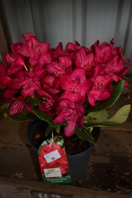 Lot 96 - 1x Rhododendron