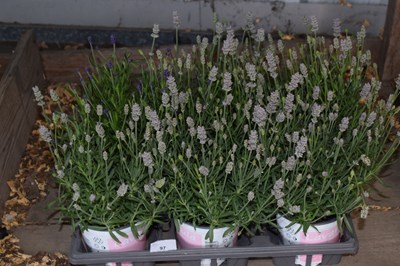 Lot 97 - 1x tray Lavender