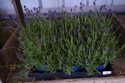 Lot 98 - 1x tray lavender