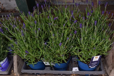Lot 99 - 1x tray lavendar
