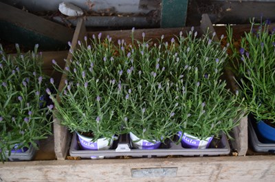 Lot 100 - 1x tray lavendar