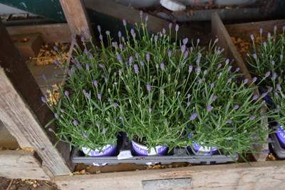 Lot 100a - 1x tray lavendar