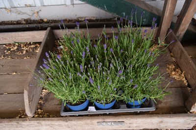 Lot 100b - 1x tray lavendar