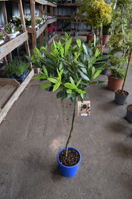 Lot 46 - 1x standard bay tree (blue pot)