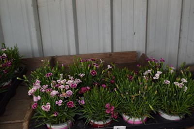 Lot 52 - 1x tray Dianthus cottage pinks