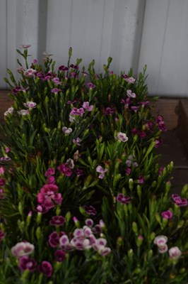 Lot 53 - 1x tray dianthus cottage pinks