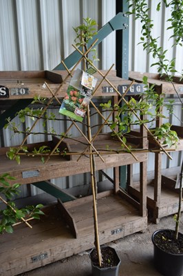 Lot 6 - 1x fan fruit tree 'coxs orange pippen'