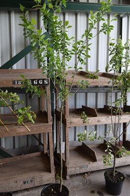 Lot 5 - 1x Victoriua plum tree