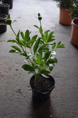 Lot 50 - 1x hardy peonies 'Jan Van Leeuwen'