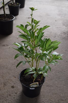 Lot 51 - 1x hardy peonies 'Jan Van Leeuwen'