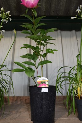 Lot 55 - 1x hardy peonies 'bowl of beauty'