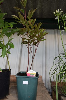 Lot 61 - 1 x hardy peonies 'Kansas'
