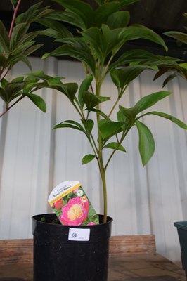 Lot 62 - 1x hardy peonies 'Bowl of beauty'