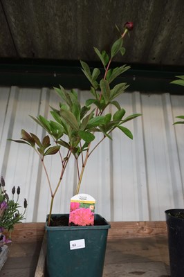 Lot 63 - 1x hardy peonies 'Kansas'