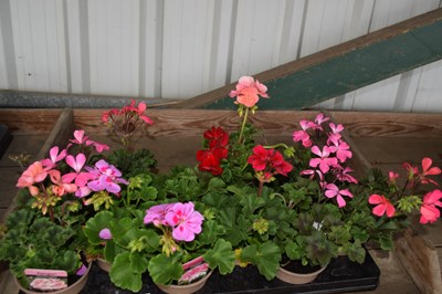 Lot 69 - 1x tray geraniums