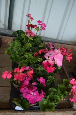 Lot 70 - 1x tray geraniums