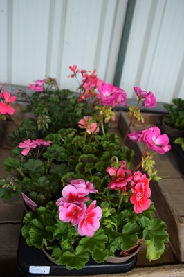Lot 71 - 1x tray geraniums