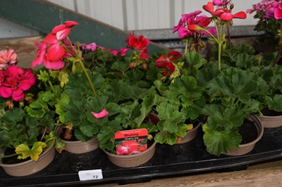 Lot 72 - 1x tray geraniums