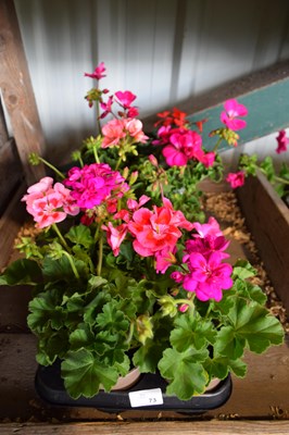 Lot 73 - 1x tray geraniums