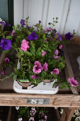 Lot 65 - 1 x tray petunias