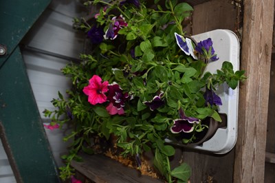 Lot 74 - 1x tray petunias