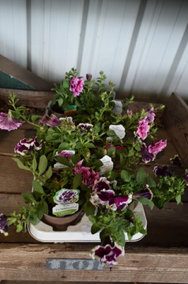 Lot 76 - 1x tray petunias