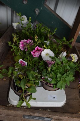 Lot 75 - 1x tray petunias