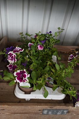 Lot 77 - 1x tray petunias