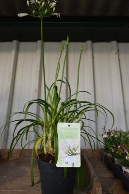 Lot 54 - 1x white agapanthus