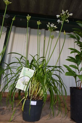 Lot 56 - 1x white agapanthus