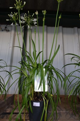 Lot 57 - 1x white agapanthus