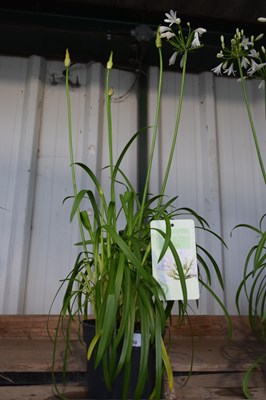 Lot 58 - 1x white agapanthus