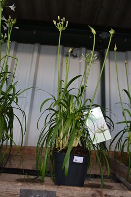 Lot 59 - 1x white agapanthus