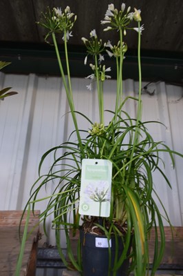 Lot 60 - 1x white agapanthus