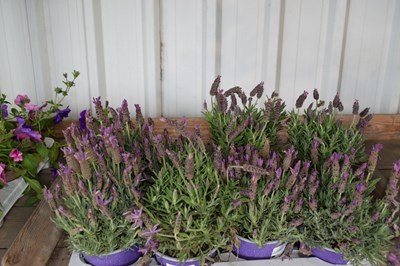 Lot 64 - 1 x tray butterfly lavender