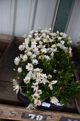Lot 66 - 1x tray hardy osteosperum