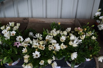 Lot 67 - 1x tray hardy osteosperum